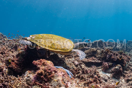 hawksbill turtle with a woman diver