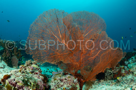 soft and hard coral reef