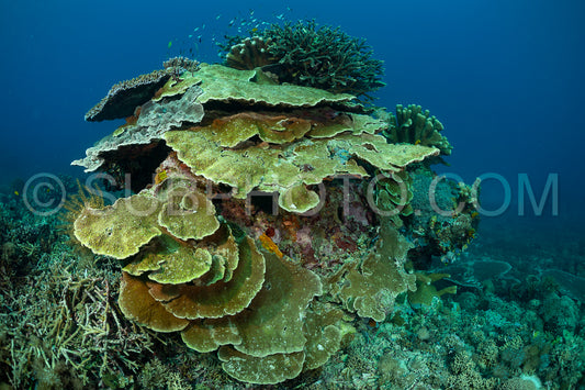 coral reef in Indonesia