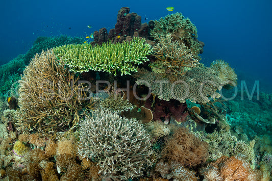 coral reef in Indonesia