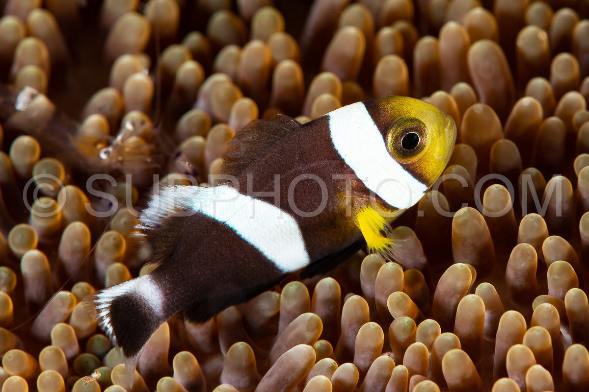 saddleback anemonefish