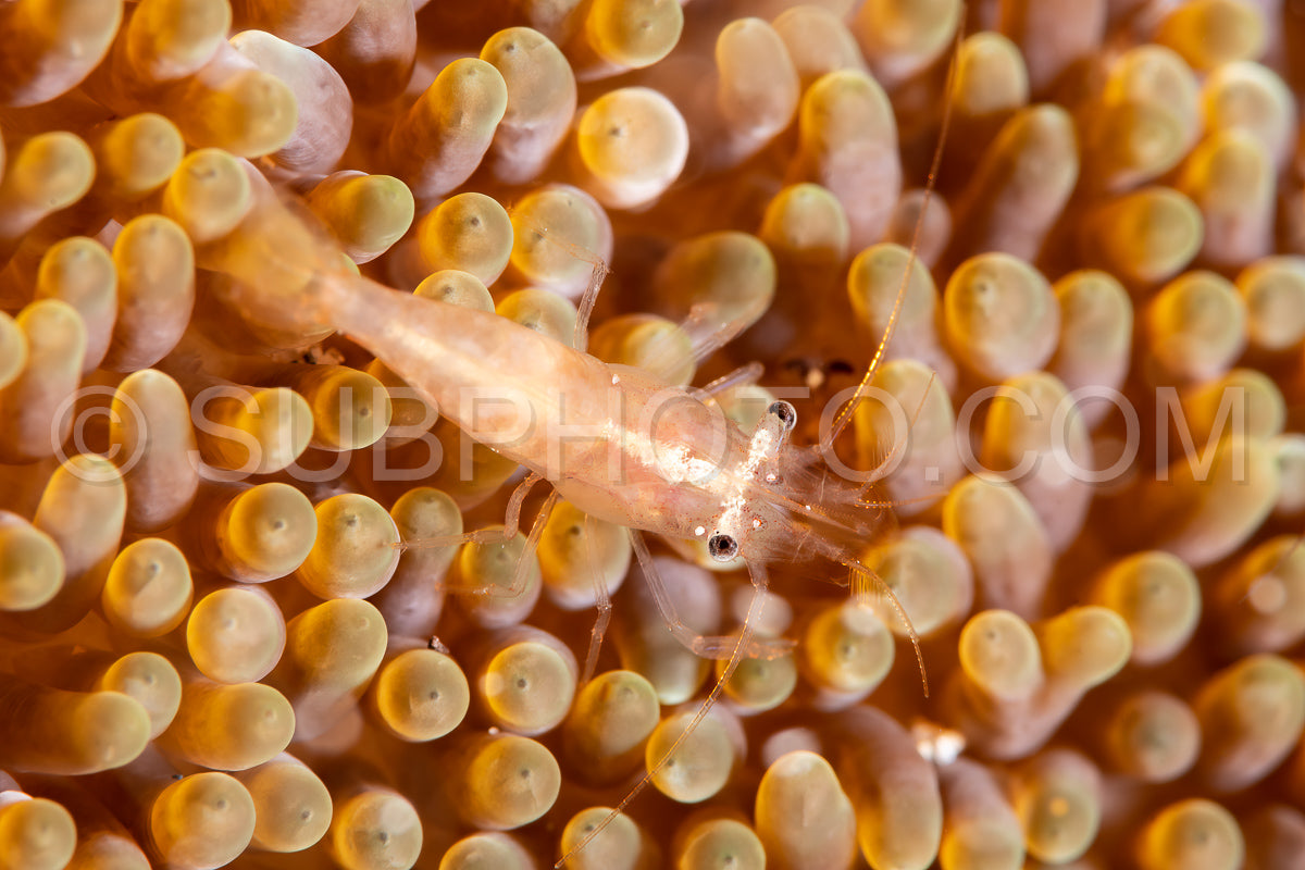 coral shrimp