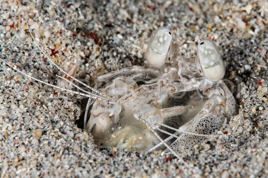 tiger mantis shrimp