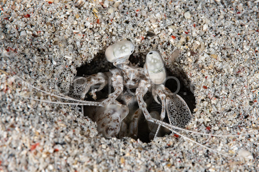 tiger mantis shrimp