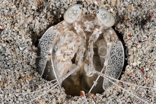 tiger mantis shrimp