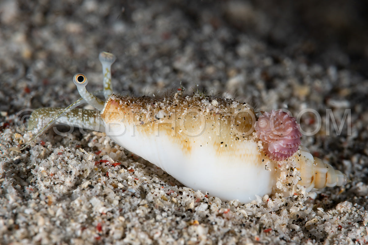 Photo de conque vomérienne