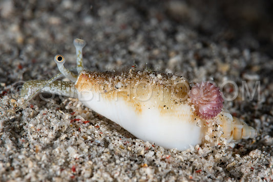 Photo de conque vomérienne