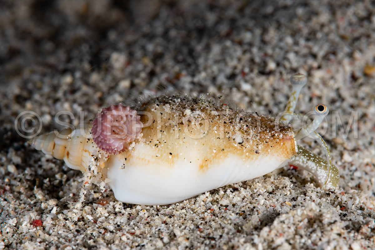 Photo de conque vomérienne