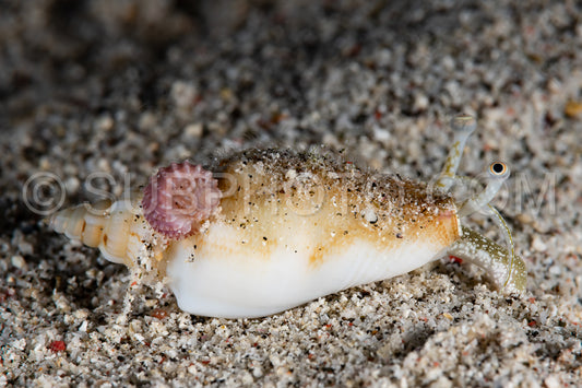 Photo de conque vomérienne