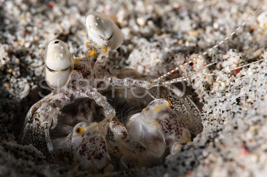 tiger mantis shrimp