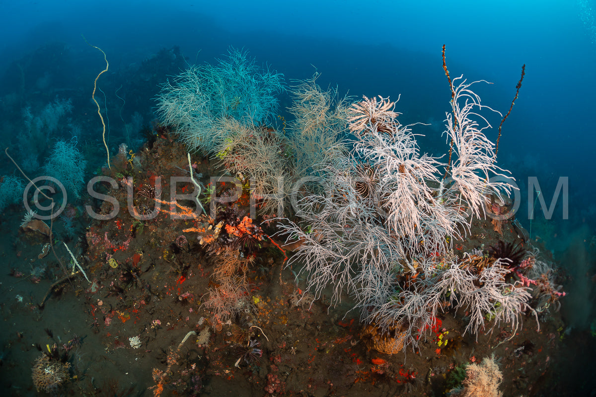 woman diver over a coral reef with volcanic black sand