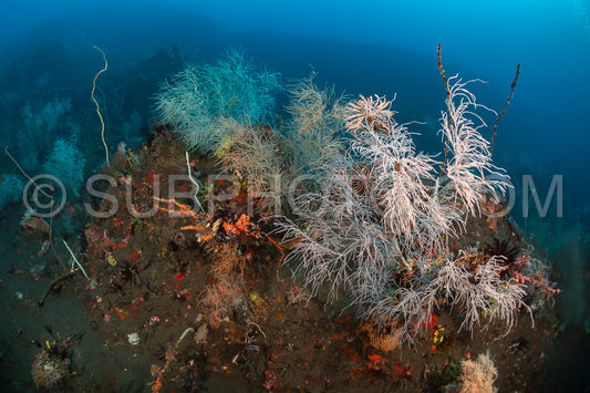 woman diver over a coral reef with volcanic black sand