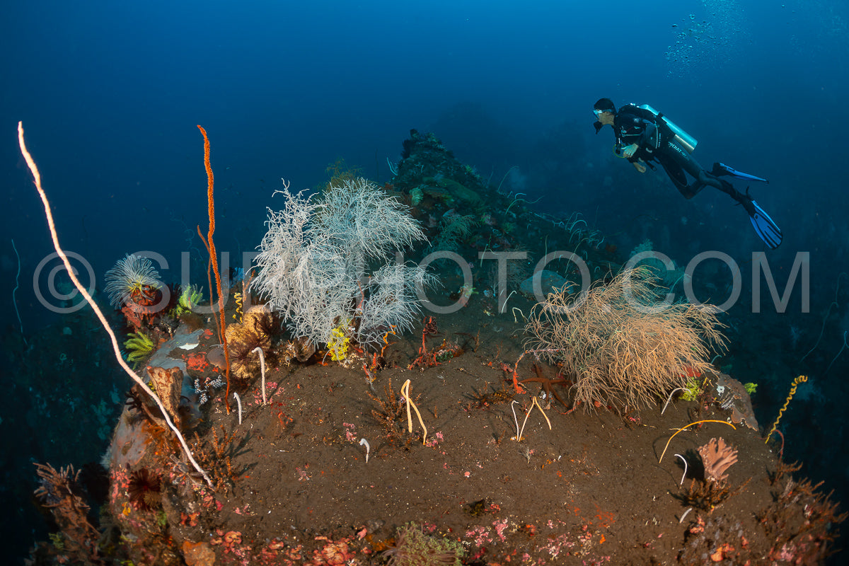 woman diver over a coral reef with volcanic black sand