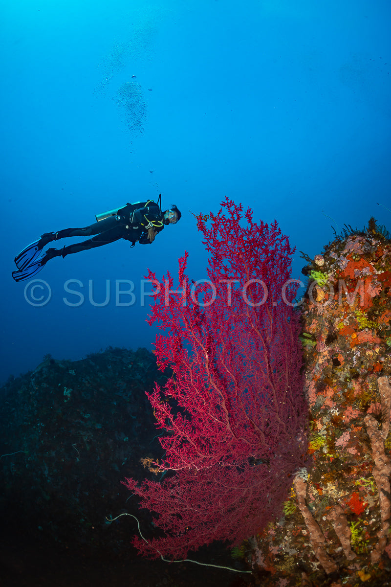 woman diver over a coral reef with volcanic black sand