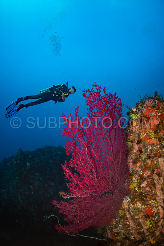 woman diver over a coral reef with volcanic black sand