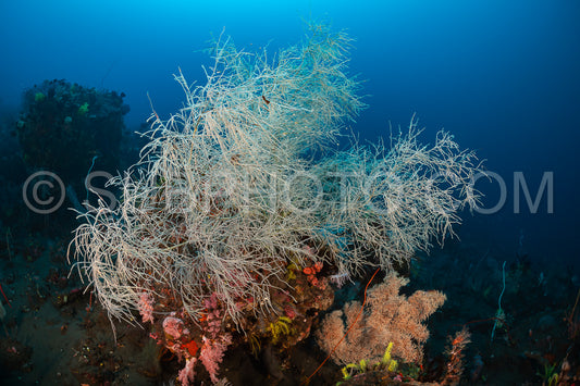 woman diver over a coral reef with volcanic black sand