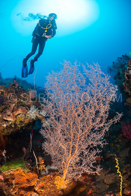woman diver with gorgonian