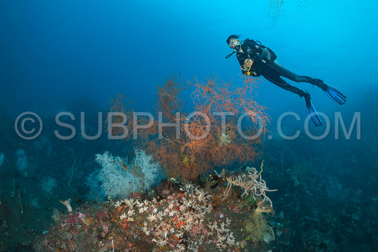 woman diver over a coral reef with volcanic black sand