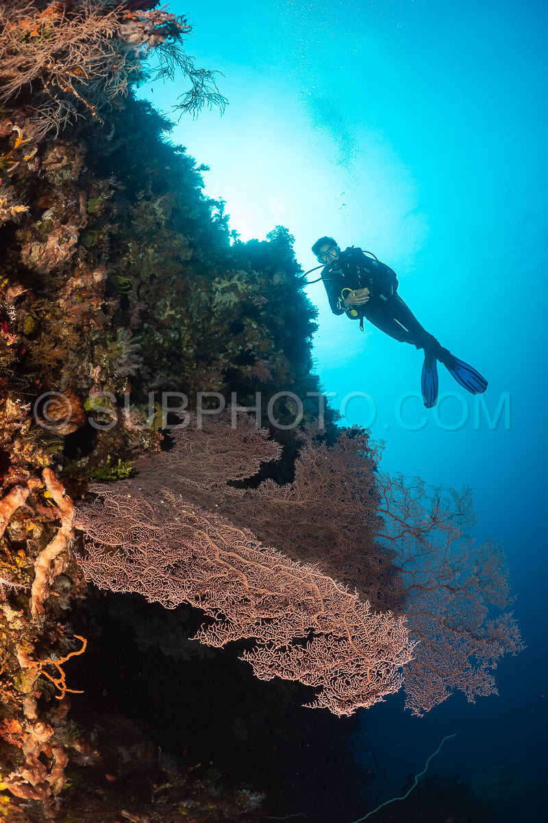 woman diver with gorgonian