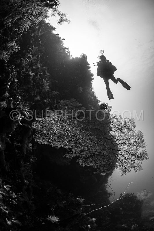 woman diver with gorgonian