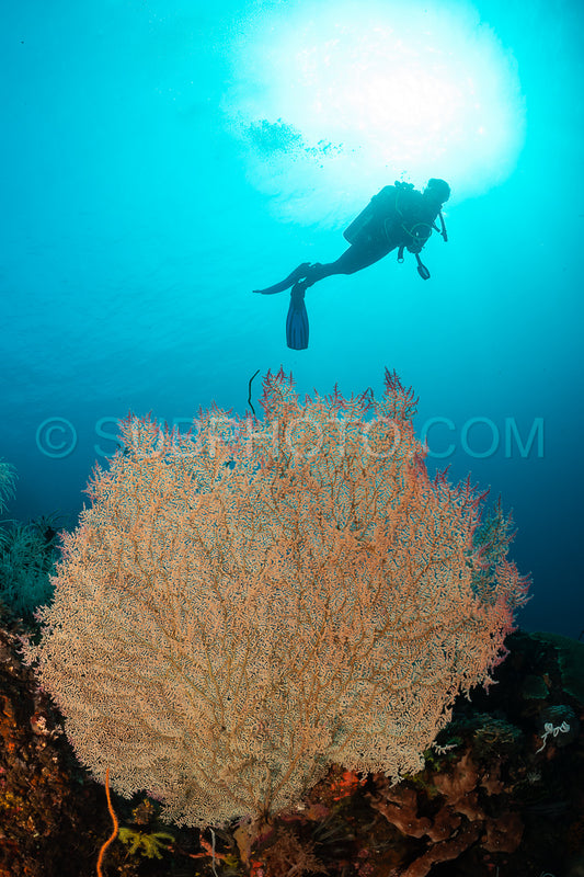 woman diver with gorgonian