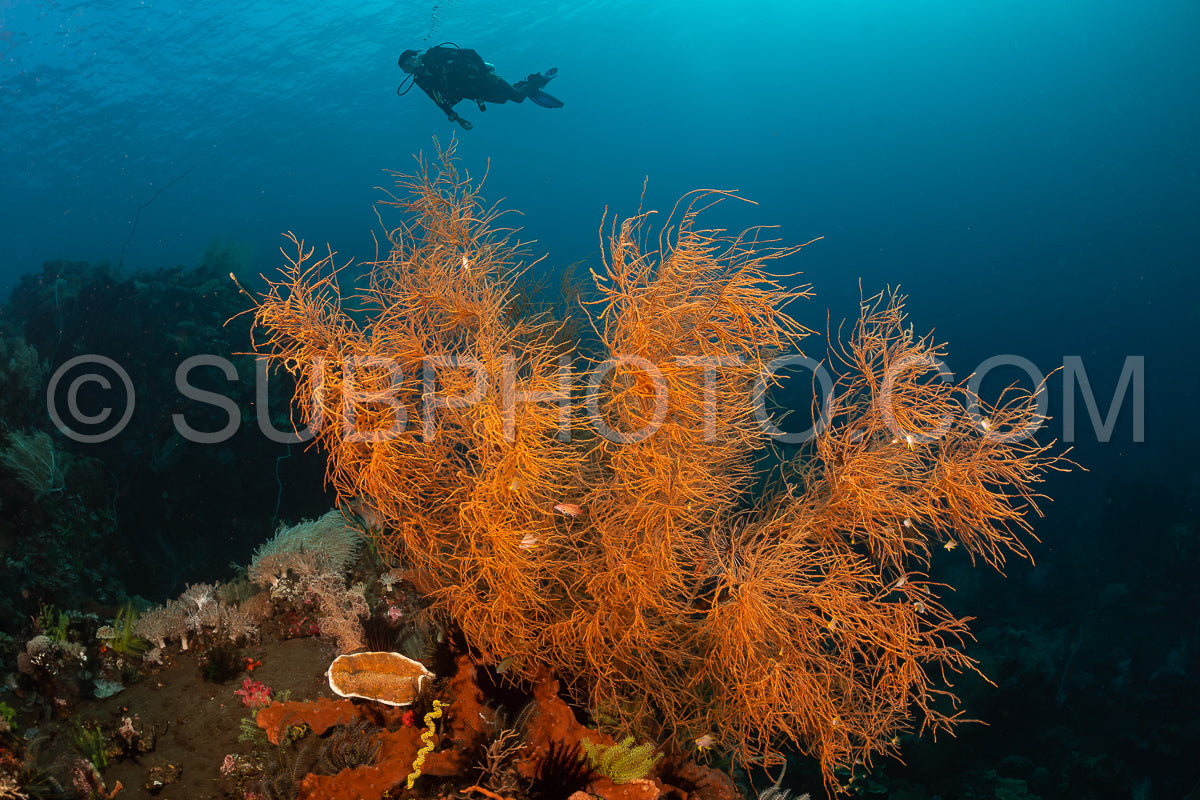 woman diver with gorgonian