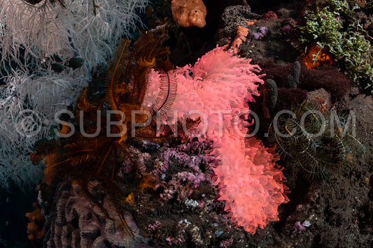 fluorescent pink anemone
