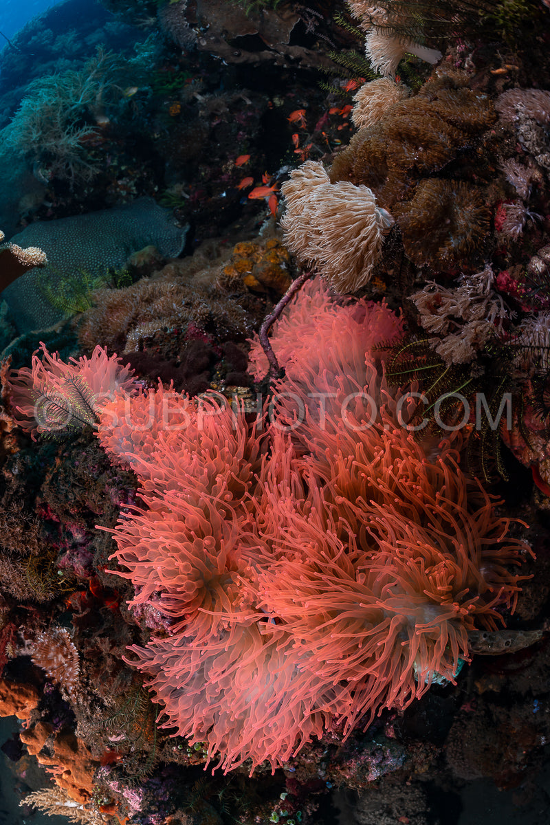 fluorescent pink anemone