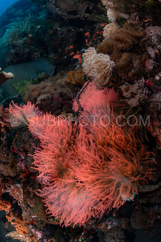 Photo de anémone rose fluorescente