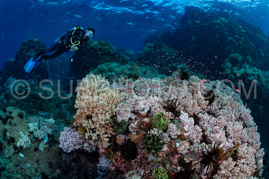 woman diver over a coral reef