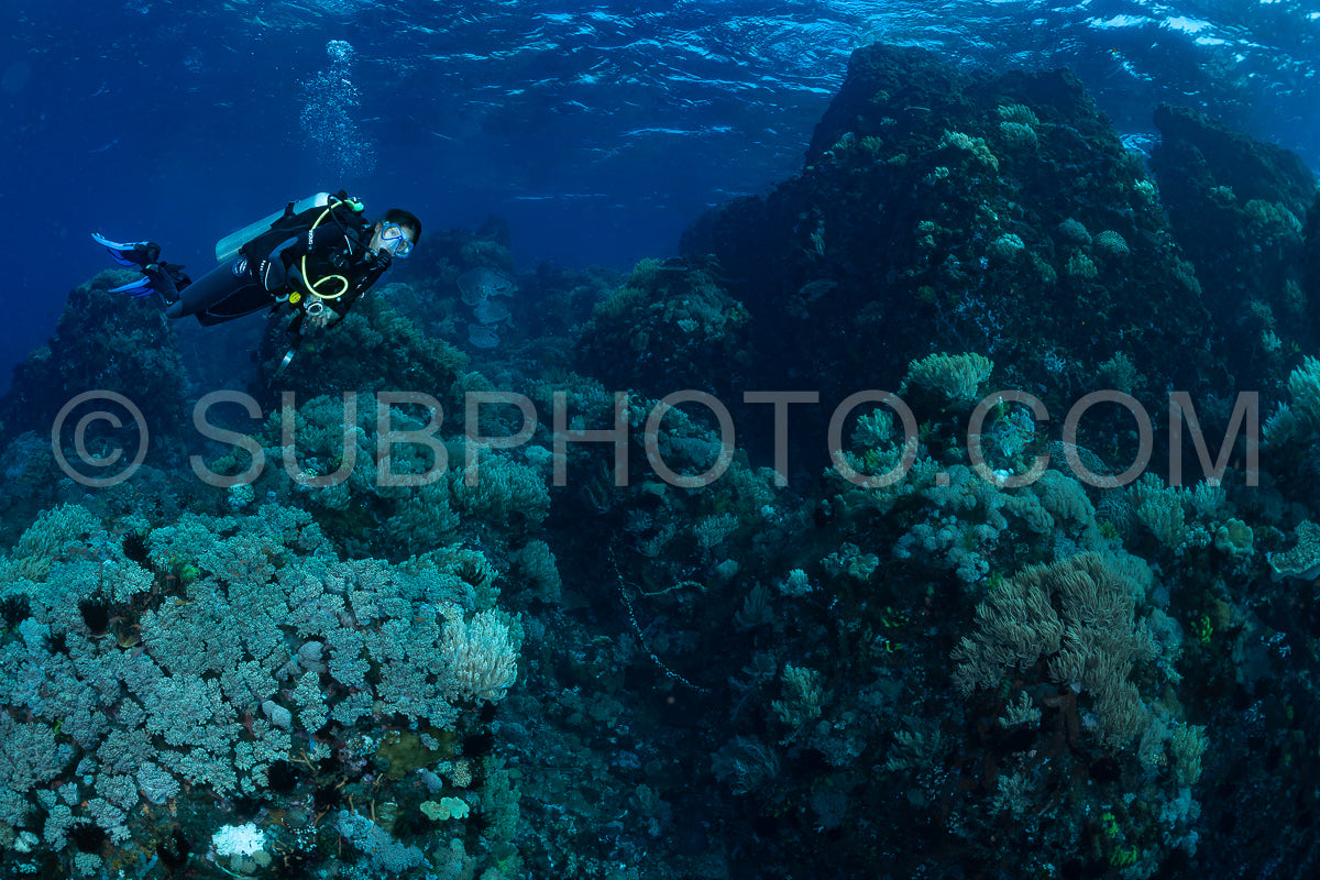 woman diver over a coral reef
