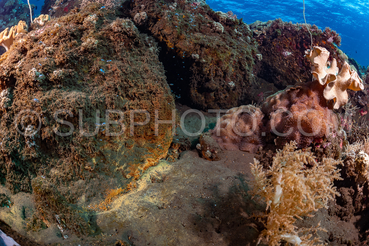 woman diver looking at warm water coming from the volcano Pulau Sangeang