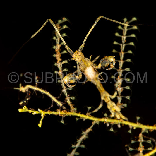 skeleton shrimp