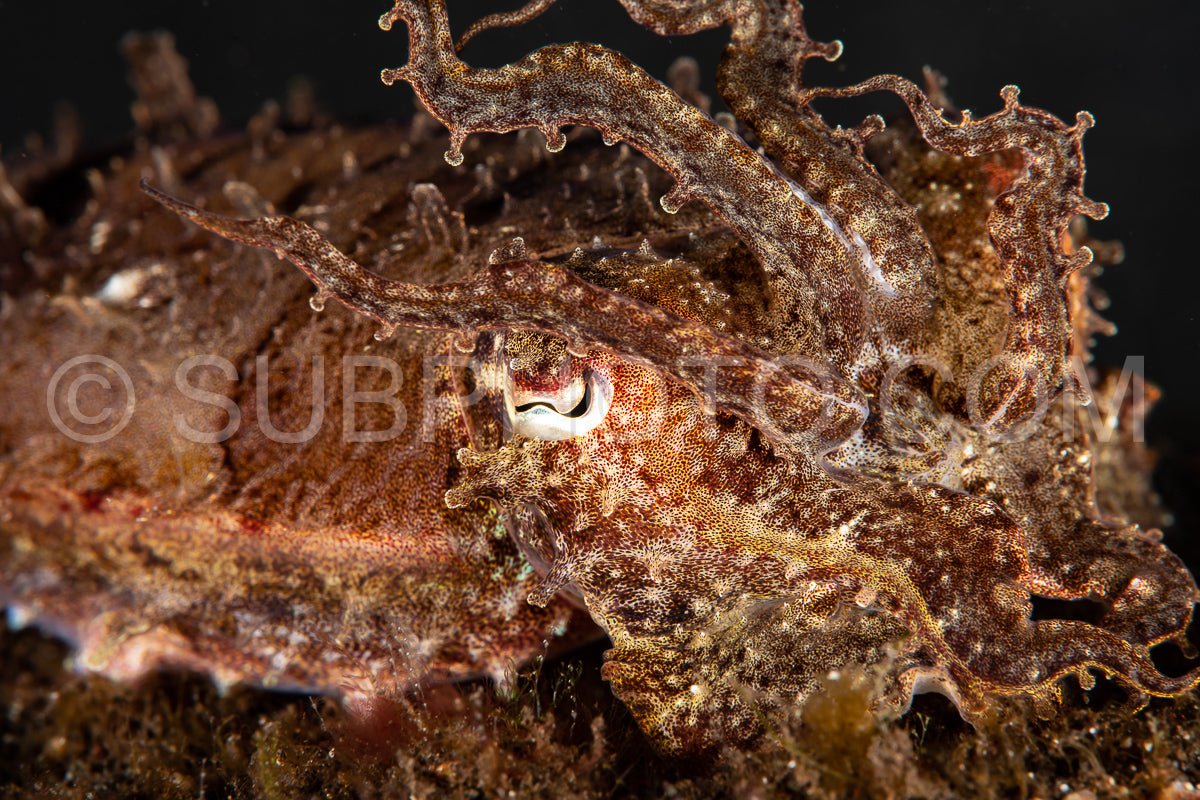 crinoid cuttlefish