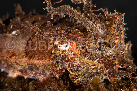 crinoid cuttlefish