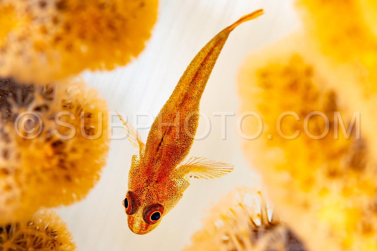 leather coral ghostgoby