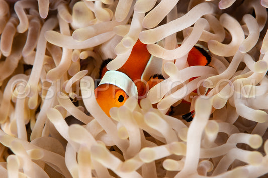 false clown anemonefish