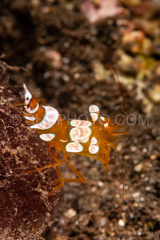 thor squat shrimp