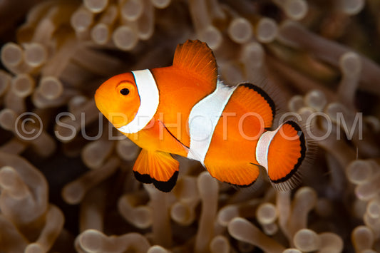 false clown anemonefish