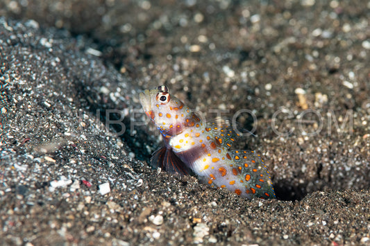 spotted shrimpgoby