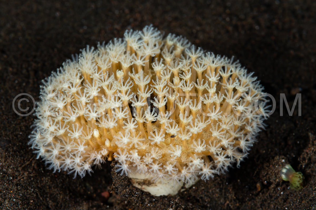 Photo de corail mou polyp