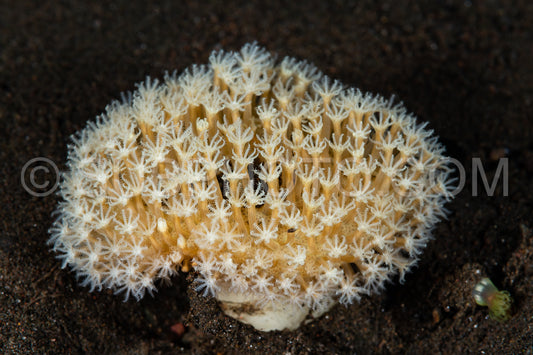 Photo de corail mou polyp