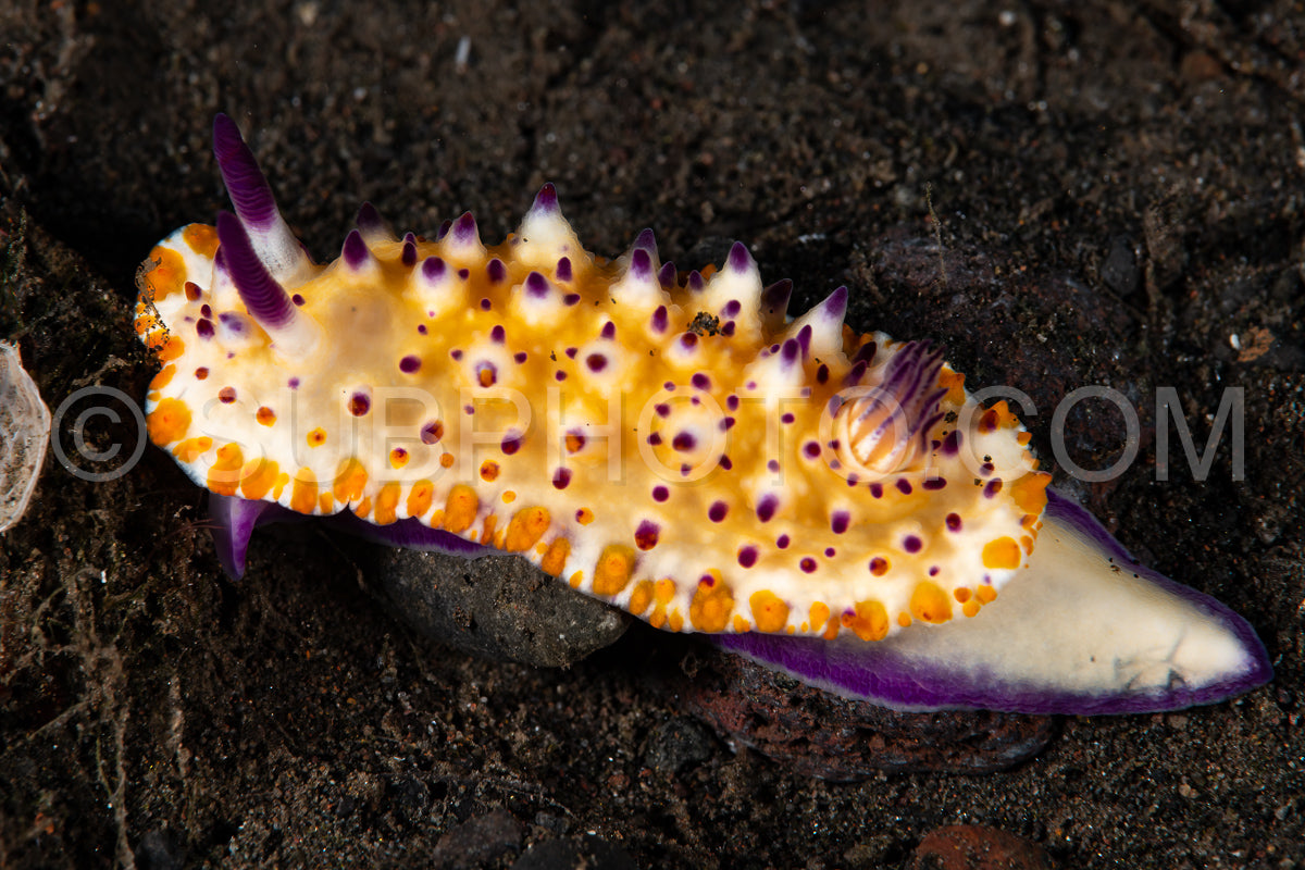 Photo de nudibranche de la limace de mer Mixichomis multituberculata