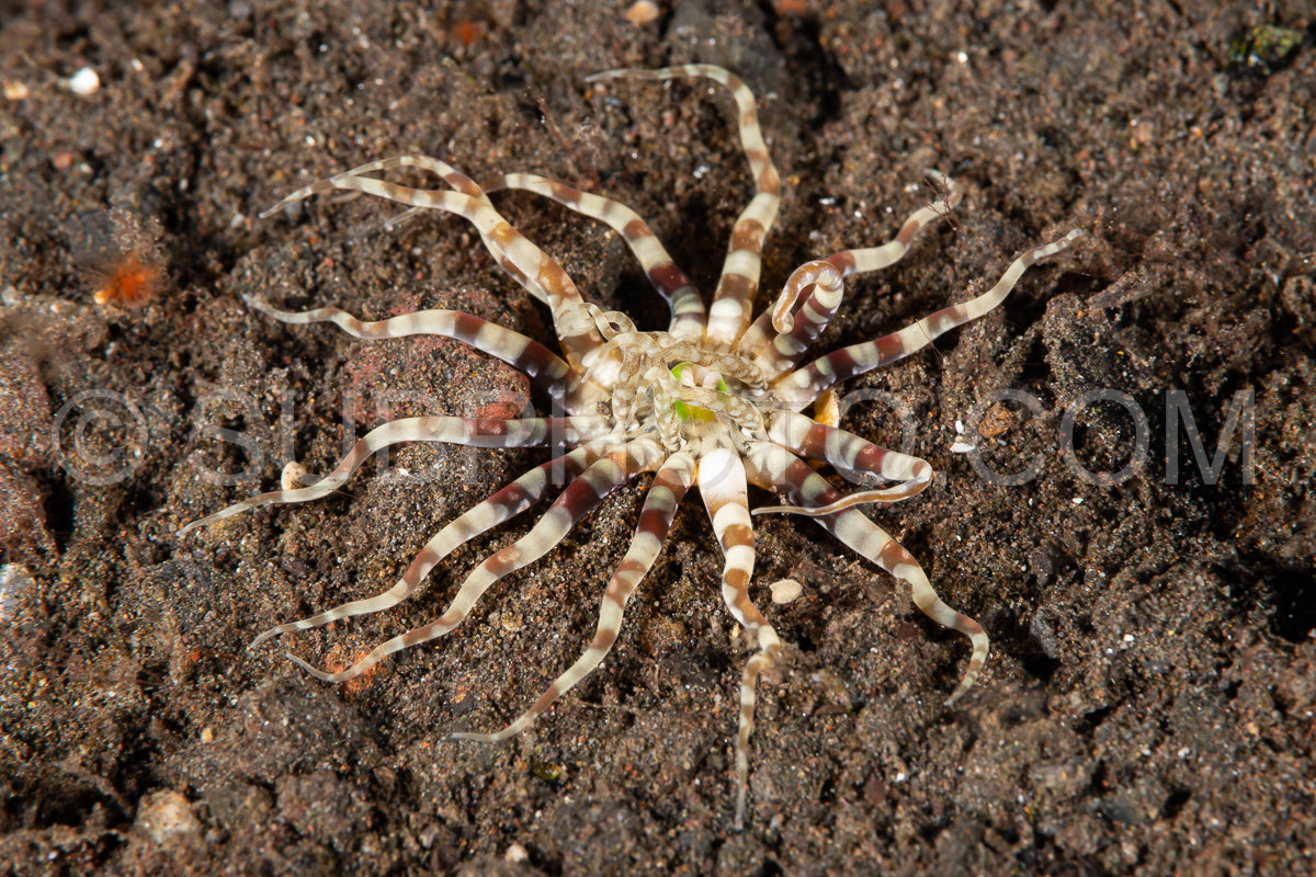 Photo de Anémone Cerianthus