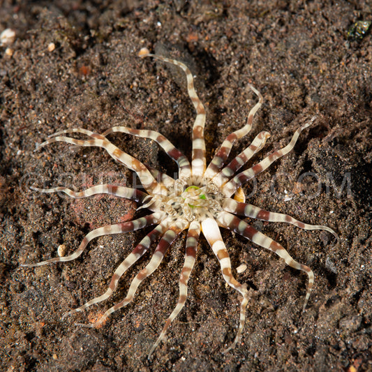 Photo de Anémone Cerianthus