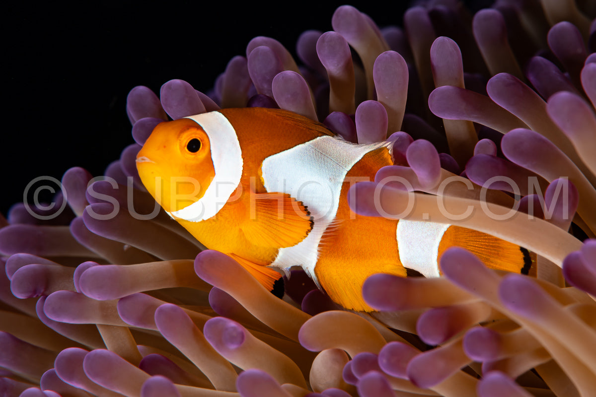 false clown anemonefish