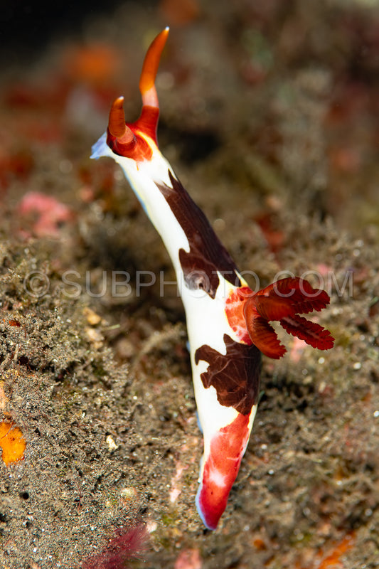 sea slug nudibranch  Nembrotha chamberlaini