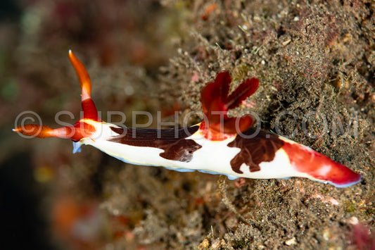 sea slug nudibranch  Nembrotha chamberlaini