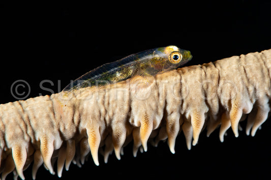 large whip goby