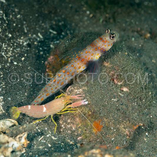 spotted shrimpgoby with commensal shrimp
